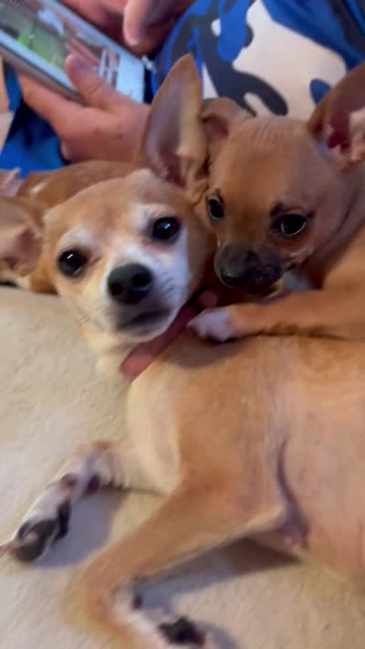 Susie, a female Chihuahua for sale in Hopewell, VA – 8 of 8