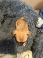Sandy, a female Chihuahua for sale in Hopewell, VA – 2 of 5