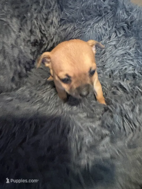 Chunk  – Chihuahua puppy for sale in Hopewell, VA