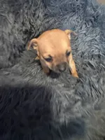 Chunk , a female Chihuahua for sale in Hopewell, VA – 1 of 4