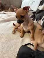 Susie, a female Chihuahua for sale in Hopewell, VA – 2 of 8