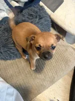 Sandy, a female Chihuahua for sale in Hopewell, VA – 1 of 5