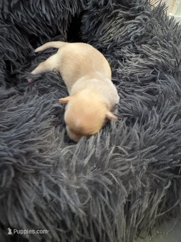 Girl 1 – Chihuahua puppy for sale in Hopewell, VA