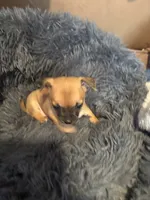 Sandy, a female Chihuahua for sale in Hopewell, VA – 5 of 5
