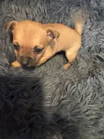 Chunk , a female Chihuahua for sale in Hopewell, VA – 2 of 4