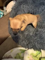Chunk , a female Chihuahua for sale in Hopewell, VA – 3 of 4