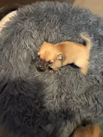 Sandy, a female Chihuahua for sale in Hopewell, VA – 4 of 5