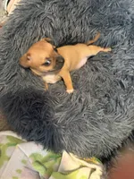 Chunk , a female Chihuahua for sale in Hopewell, VA – 4 of 4