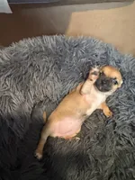 Sandy, a female Chihuahua for sale in Hopewell, VA – 3 of 5