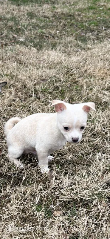 Tanner, a male Chihuahua for sale in Hopewell, VA – Photo 1 of 2