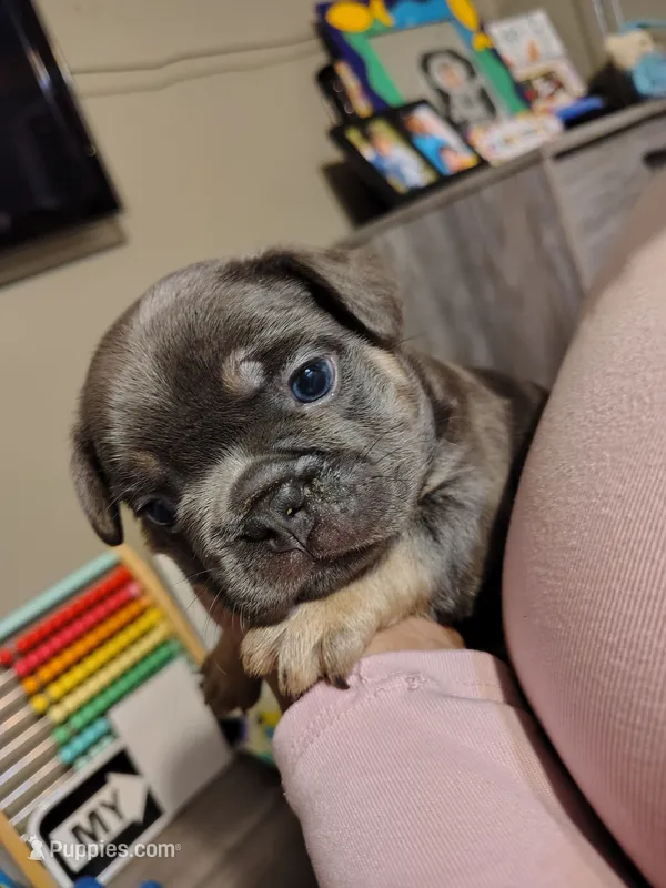 Puppies, a male French Bulldog for sale in Bellwood, IL – 1 of 6