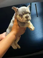 Puppies, a female French Bulldog for sale in Bellwood, IL – 3 of 5