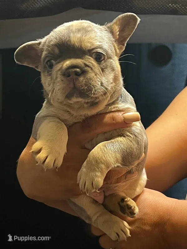 Puppies – French Bulldog puppy for sale in Bellwood, IL