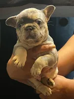 Puppies, a female French Bulldog for sale in Bellwood, IL – 1 of 5