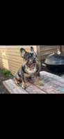 Puppies, a female French Bulldog for sale in Bellwood, IL – 5 of 5