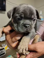 Puppies, a male French Bulldog for sale in Bellwood, IL – 6 of 6