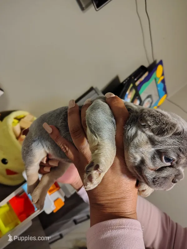 Puppies – French Bulldog puppy for sale in Bellwood, IL