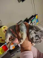 Puppies, a male French Bulldog for sale in Bellwood, IL – 2 of 6