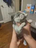 Puppies, a male French Bulldog for sale in Bellwood, IL – 2 of 2