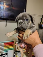 Puppies, a male French Bulldog for sale in Bellwood, IL – 4 of 6