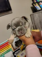 Puppies, a male French Bulldog for sale in Bellwood, IL – 3 of 6