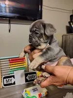 Puppies, a male French Bulldog for sale in Bellwood, IL – 5 of 6