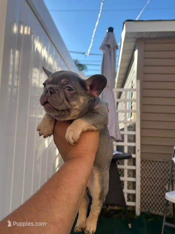Puppies – French Bulldog puppy for sale in Bellwood, IL