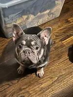 Puppies, a female French Bulldog for sale in Bellwood, IL – 4 of 5