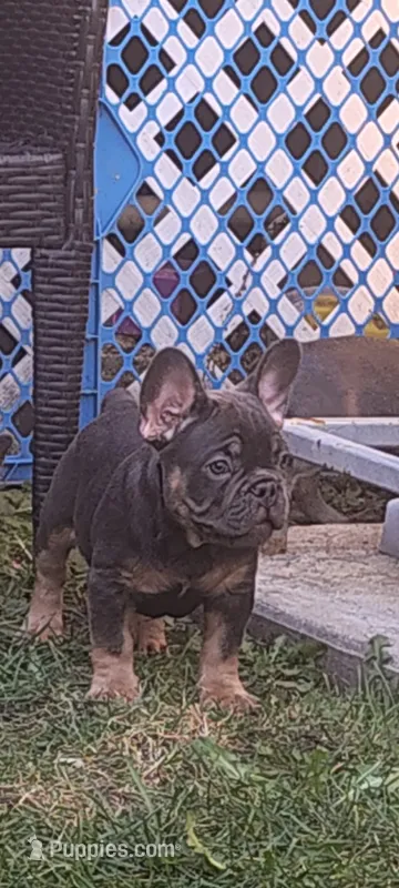 Puppies – French Bulldog puppy for sale in Bellwood, IL