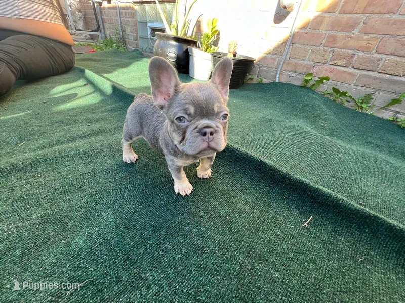 Puppies – French Bulldog puppy for sale in Bellwood, IL