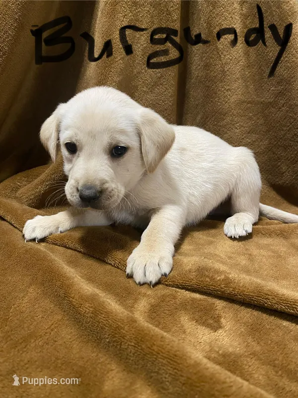 Lab/Golden retriever Burgundy  – Golden Retriever, Labrador Retriever puppy for sale in LaGrange, GA