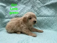 Lime Green Girl, a female Golden Retriever for sale in LaGrange, GA – 1 of 4