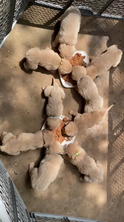 Lime Green Girl, a female Golden Retriever for sale in LaGrange, GA – 4 of 4