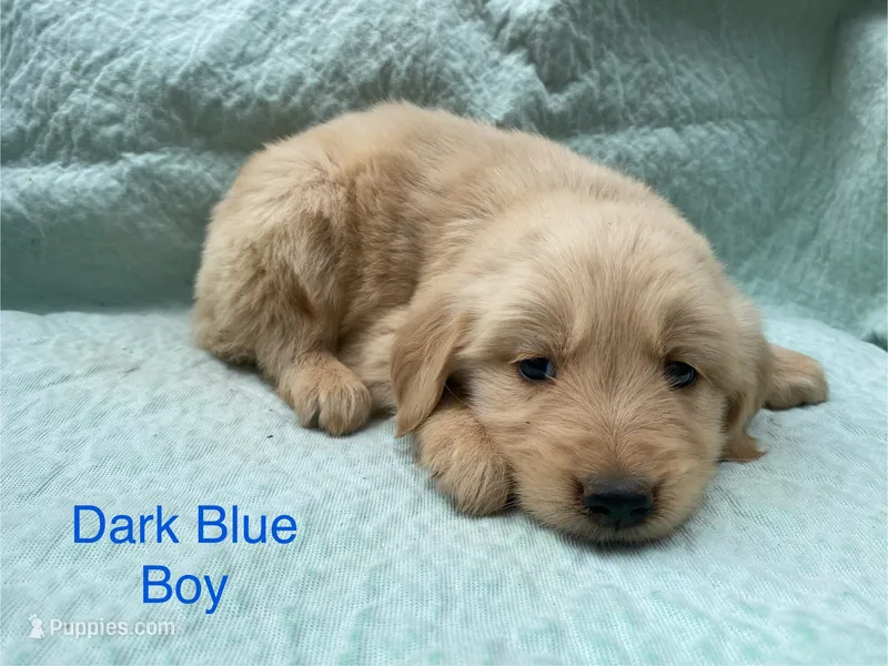 Dark Blue Boy – Golden Retriever puppy for sale in LaGrange, GA