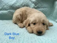 Dark Blue Boy, a male Golden Retriever for sale in LaGrange, GA – 1 of 4