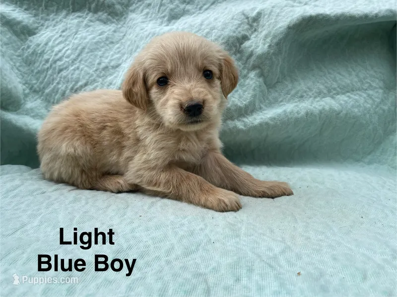 Light Blue Boy – Golden Retriever puppy for sale in LaGrange, GA