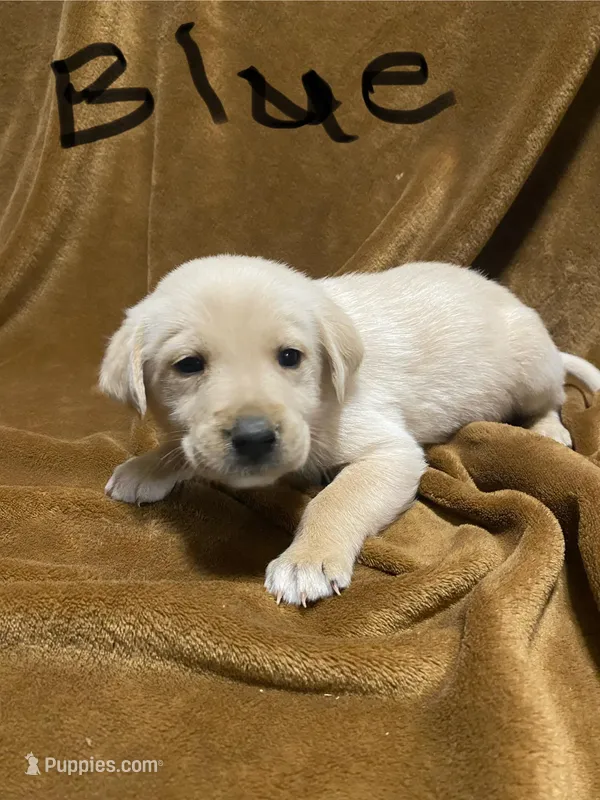 Lab/Golden retriever Blue – Golden Retriever, Labrador Retriever puppy for sale in LaGrange, GA