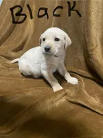 Lab/Golden retriever black, a male Golden Retriever and Labrador Retriever for sale in LaGrange, GA – Photo 1 of 2