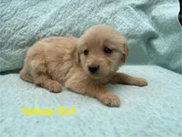 Yellow Girl, a female Golden Retriever for sale in LaGrange, GA – 1 of 4