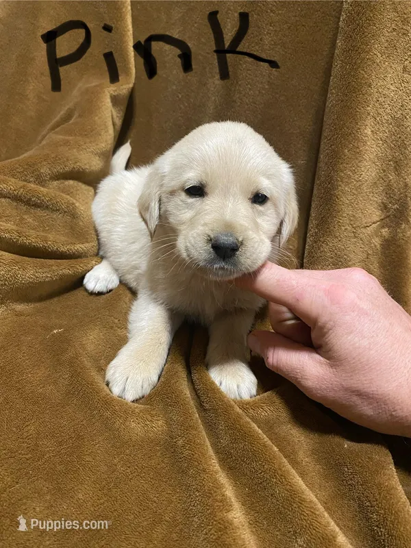 Lab/Golden retriever Pink – Golden Retriever, Labrador Retriever puppy for sale in LaGrange, GA