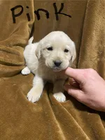 Lab/Golden retriever Pink, a female Golden Retriever and Labrador Retriever for sale in LaGrange, GA – Photo 1 of 2