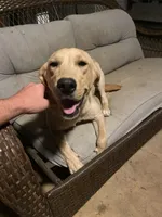 Lab/Golden retriever Pink, a female Golden Retriever and Labrador Retriever for sale in LaGrange, GA – 3 of 3