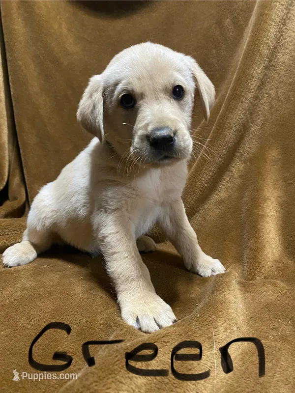 Lab/Golden retriever green – Golden Retriever, Labrador Retriever puppy for sale in LaGrange, GA