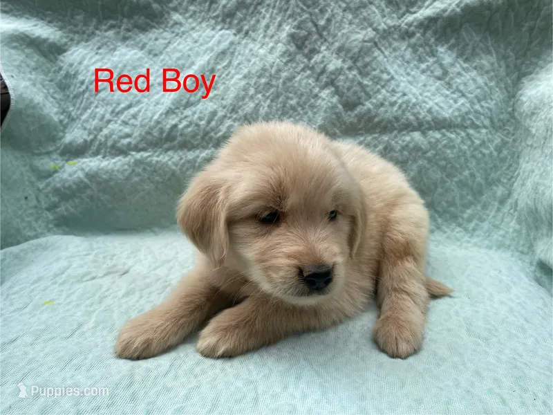 Red Boy – Golden Retriever puppy for sale in LaGrange, GA