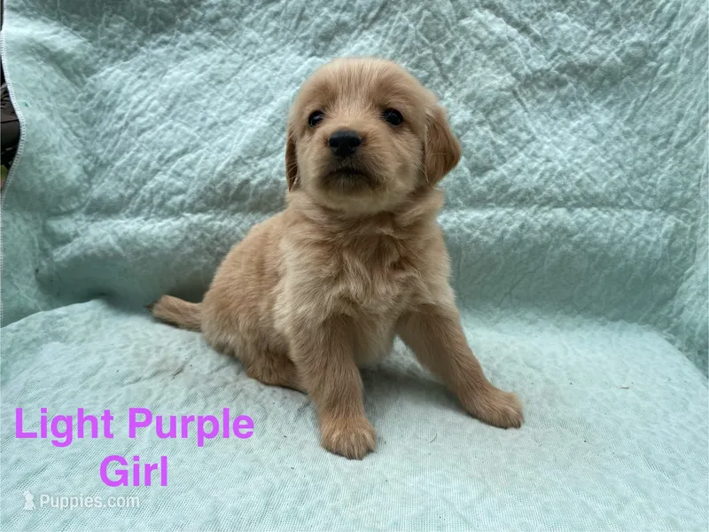 Light Purple Girl – Golden Retriever puppy for sale in LaGrange, GA