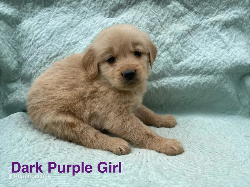 Dark Purple Girl – Golden Retriever puppy for sale in LaGrange, GA
