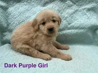 Dark Purple Girl, a female Golden Retriever for sale in LaGrange, GA – 1 of 4