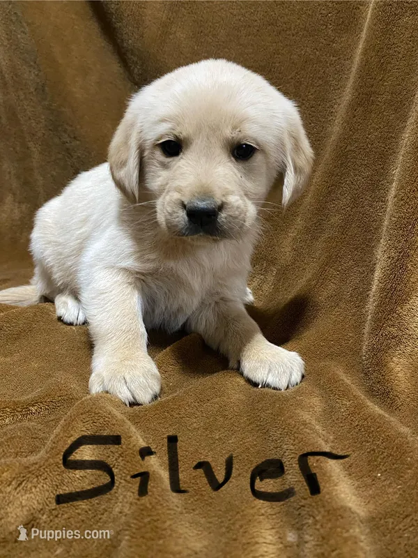 Lab/Golden retriever Silver – Golden Retriever, Labrador Retriever puppy for sale in LaGrange, GA