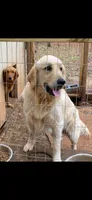 Pink Girl, a female Golden Retriever for sale in LaGrange, GA – 3 of 4