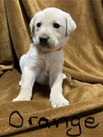 Lab/Golden retriever orange, a male Golden Retriever and Labrador Retriever for sale in LaGrange, GA – Photo 1 of 2